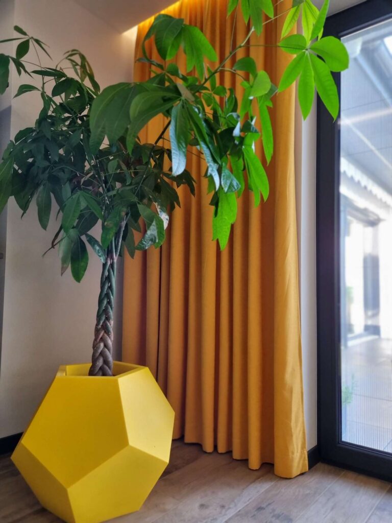 Zielona, duża roślina w żółtej donicy, z tyłu w tle żółta zasłona.